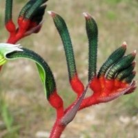 Kangaroo Paw S Poisonous Past Archive Page The University Of Western Australia